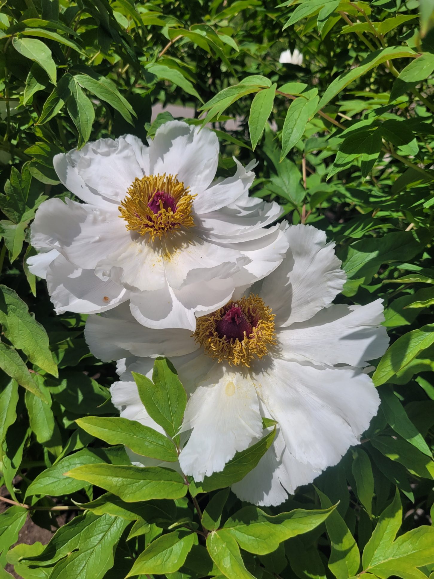 Therapy for Flourishing: Cultivating Your Best Self