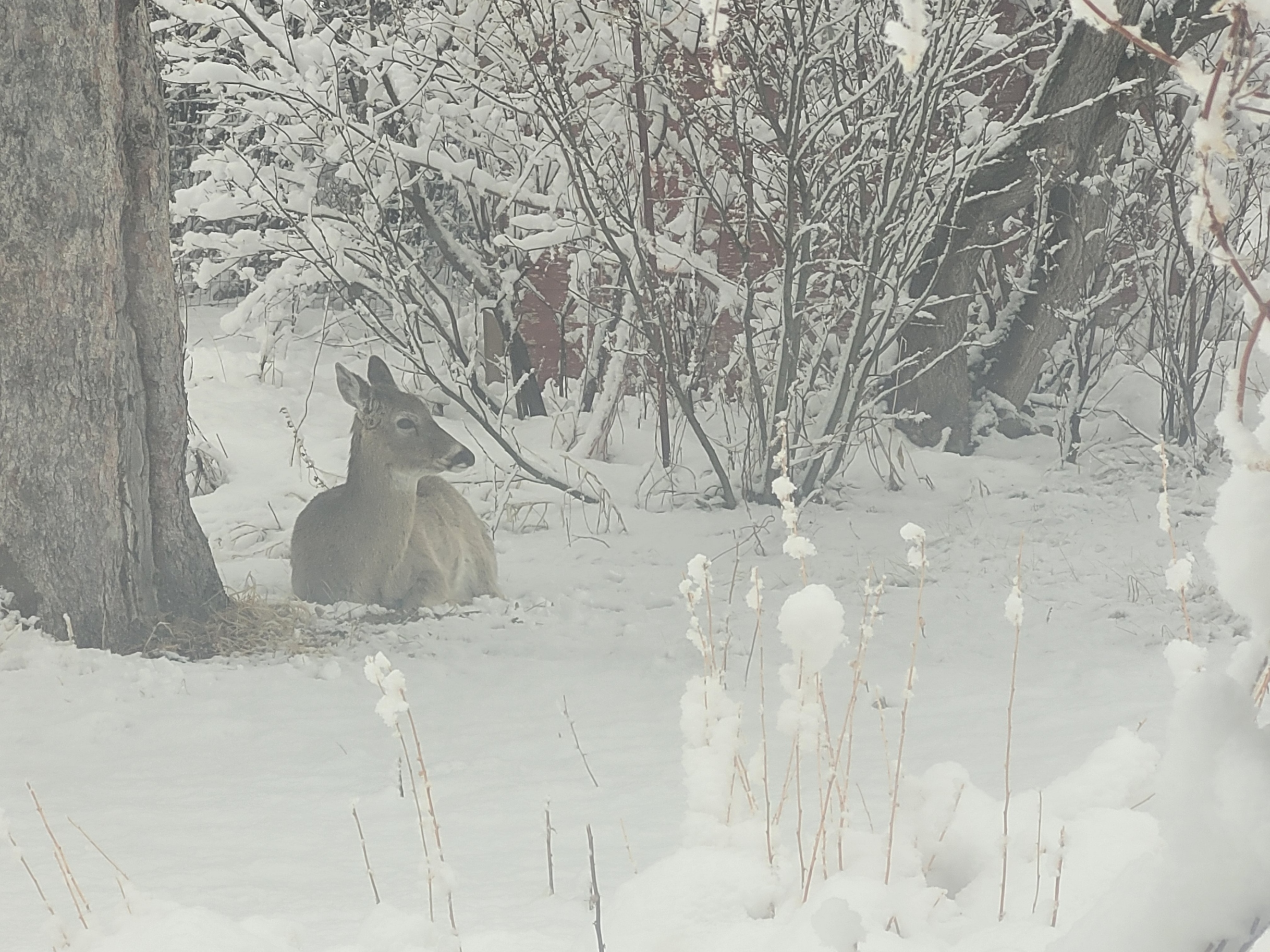 A deer resting calmly in the snow beneath a tree