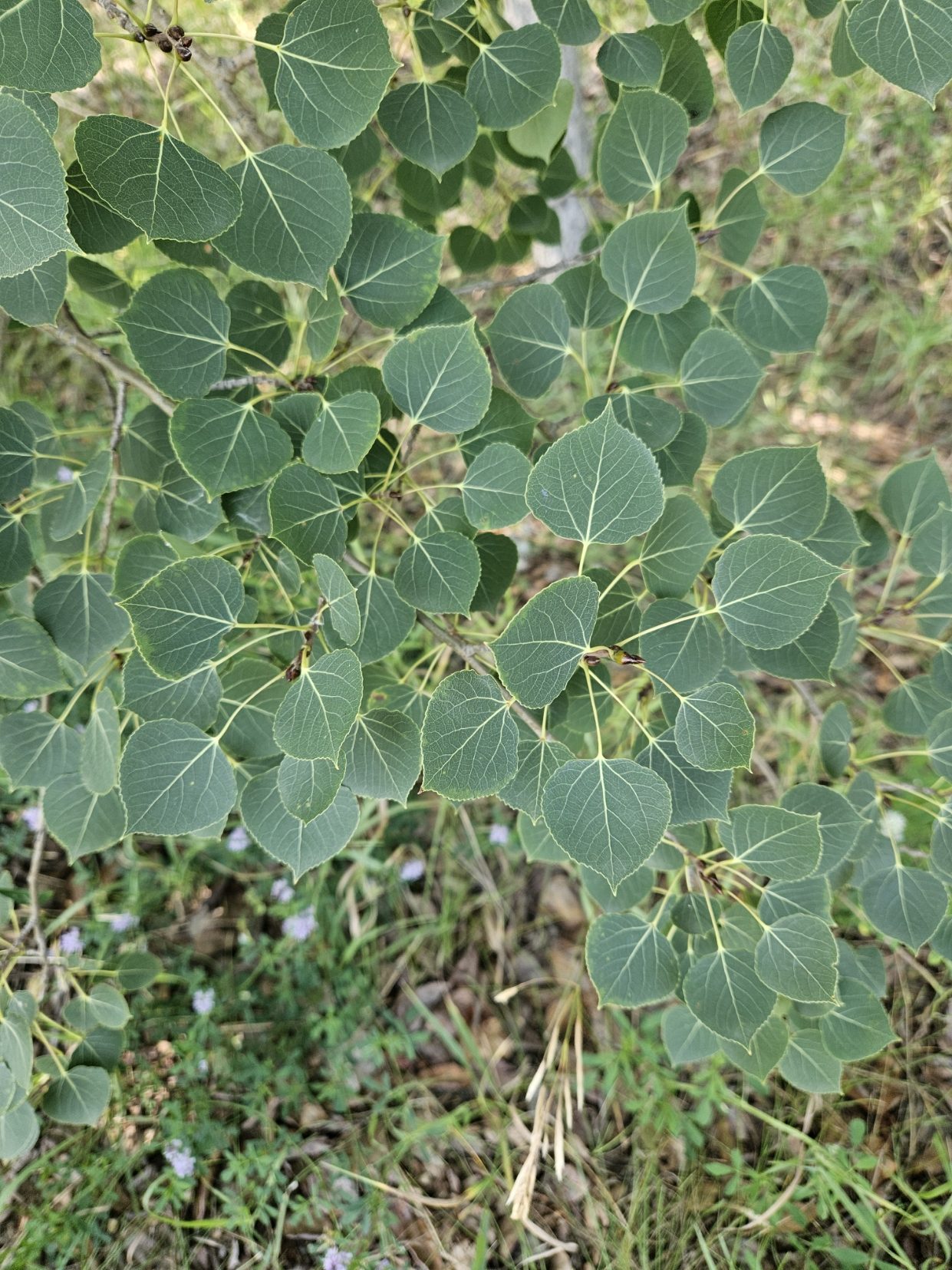 Soft, round green leaves catching the light
